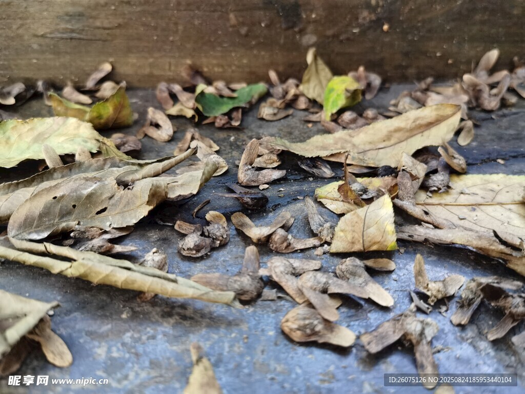 地面上的枯叶与果实