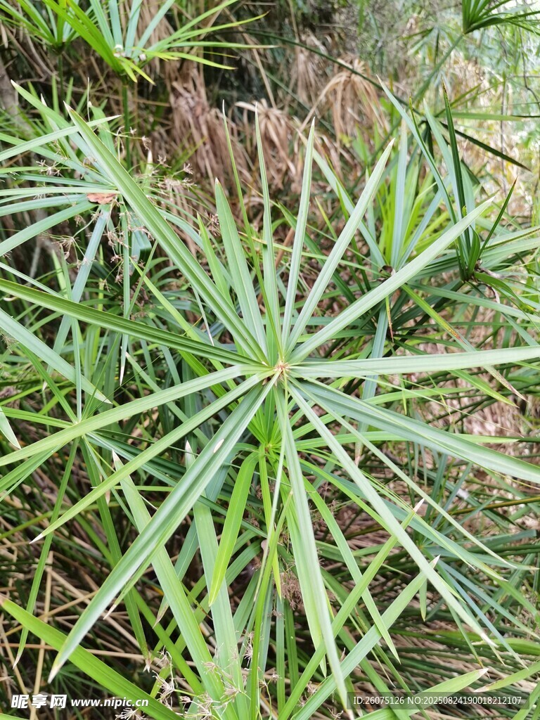 翠绿蒲葵叶片特写