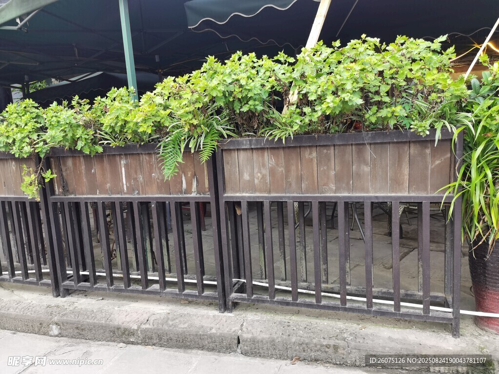 铁艺围栏上的绿植景观