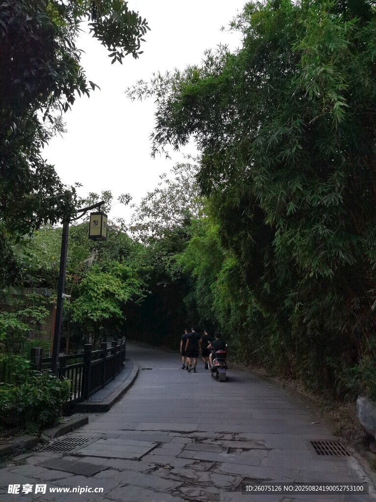 林间幽静小道