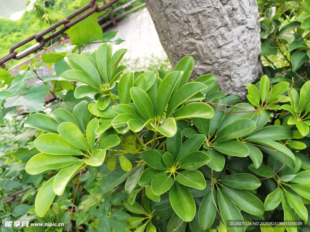 树下葱郁绿植景观