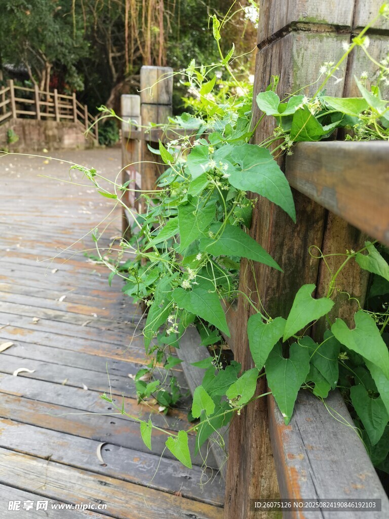 木质小径旁的翠绿藤蔓