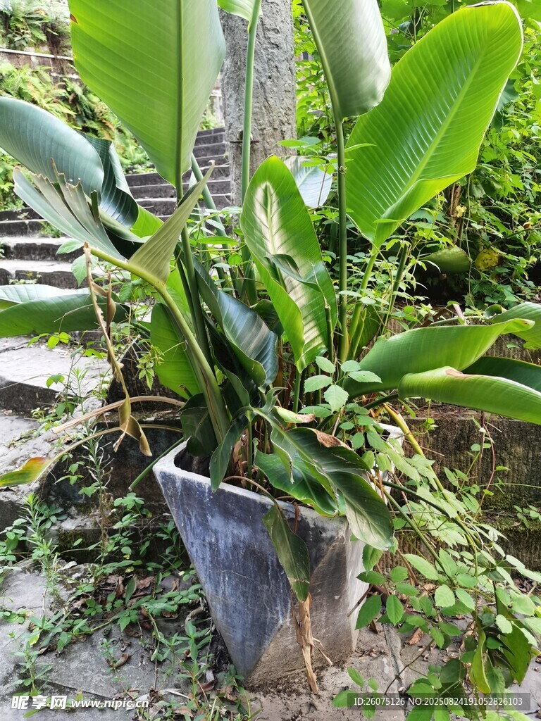 盆栽绿植叶片宽大且翠绿