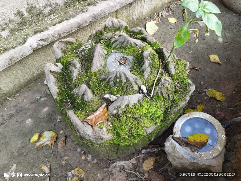苔藓覆盖的别致石雕莲花景观