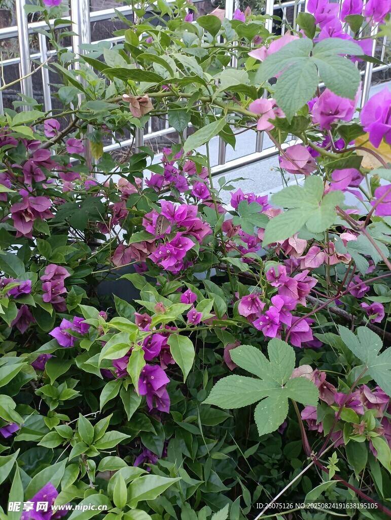 繁茂紫花绿植景观