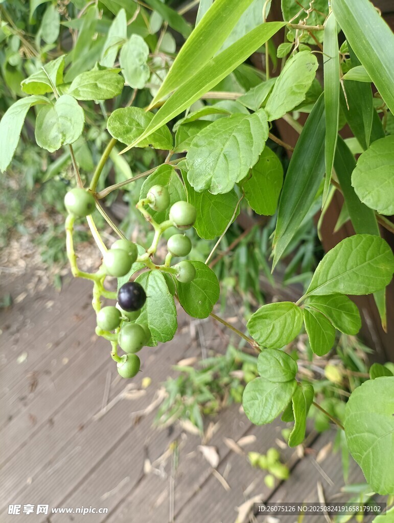 藤蔓上的青黑果实
