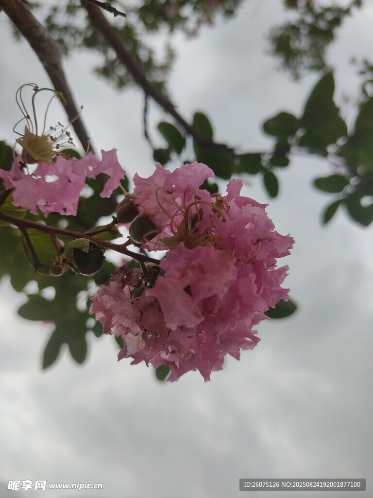 枝头绽放的娇艳粉色花朵