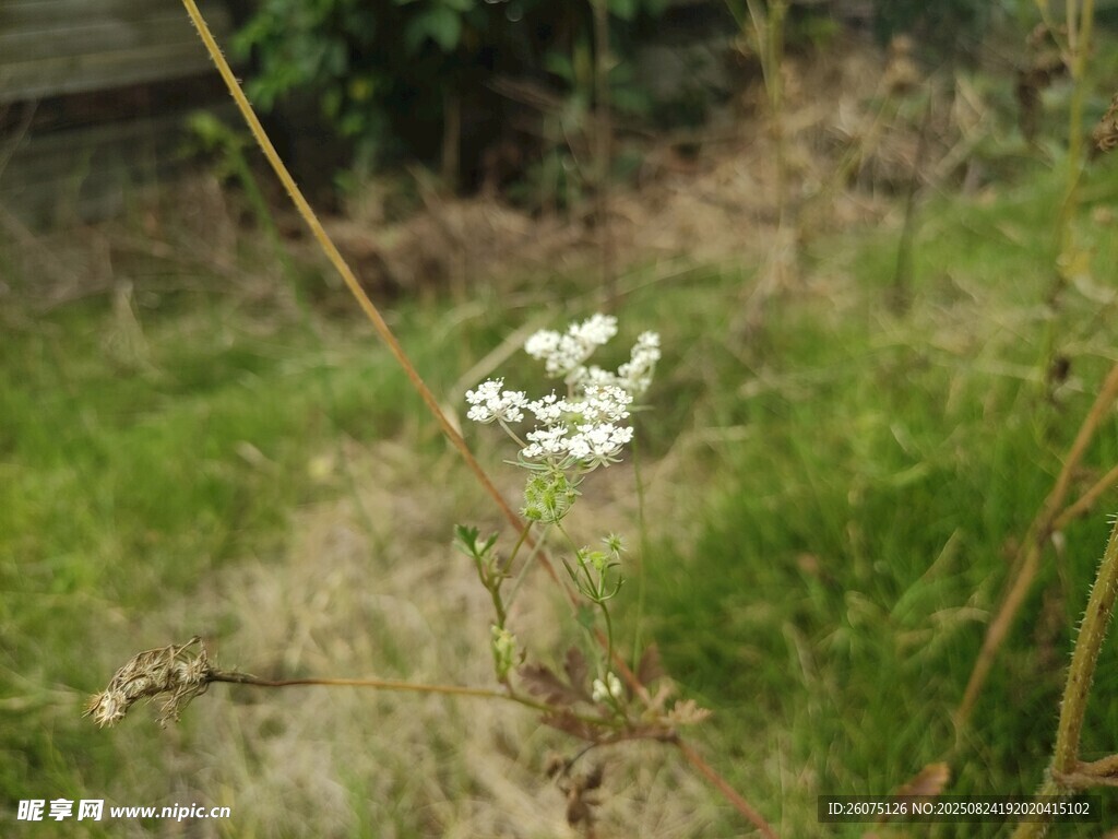 草丛中的白色小花