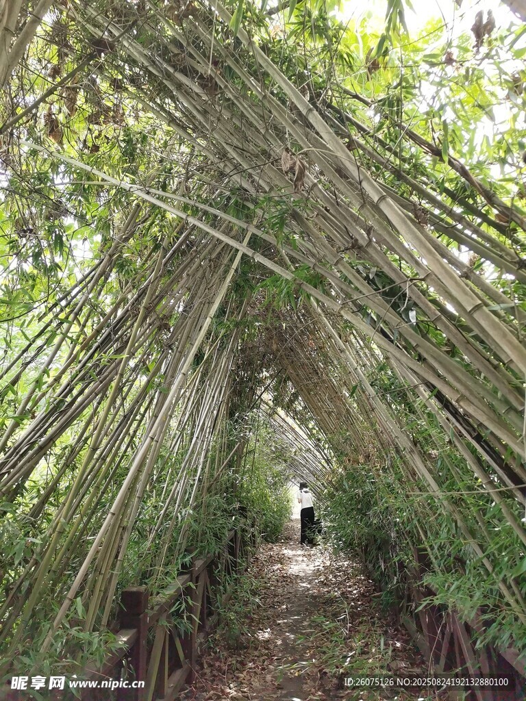 竹林小径幽谧自然之境