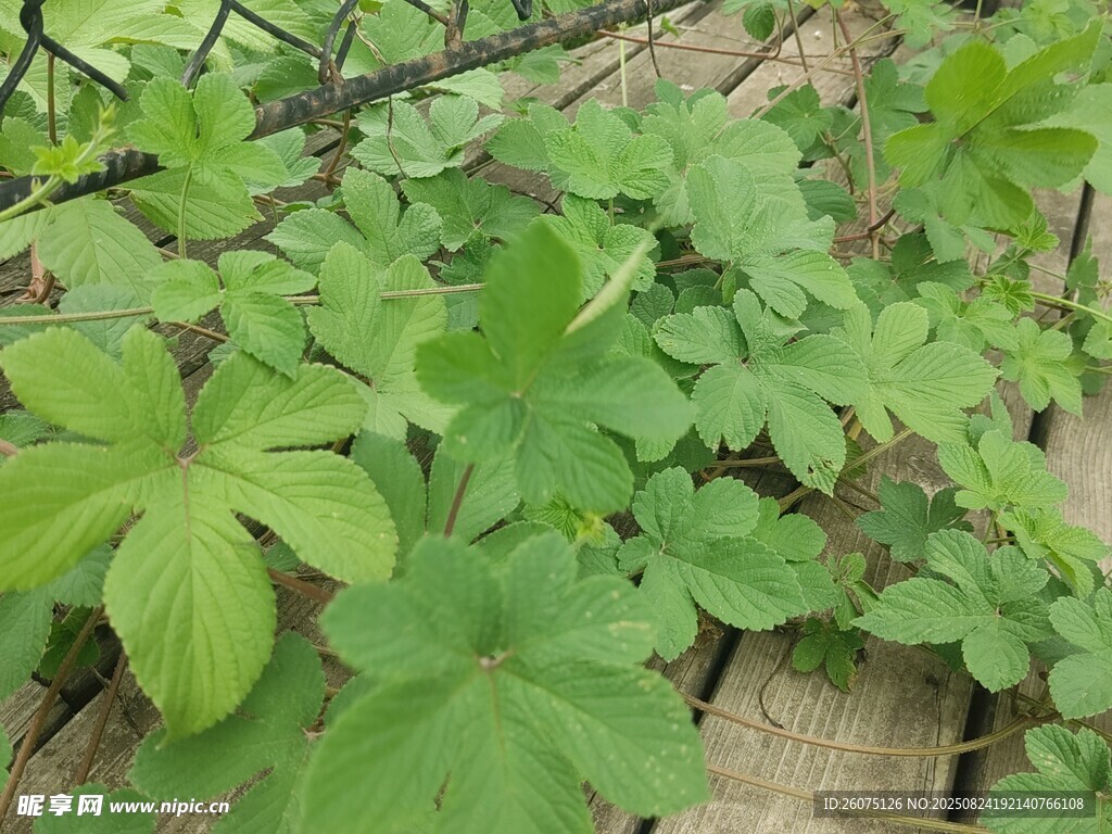 绿叶繁茂的地面植物
