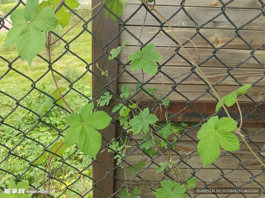 藤蔓缠绕的金属围栏