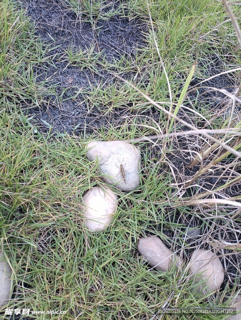 烧焦草地上的几块石头