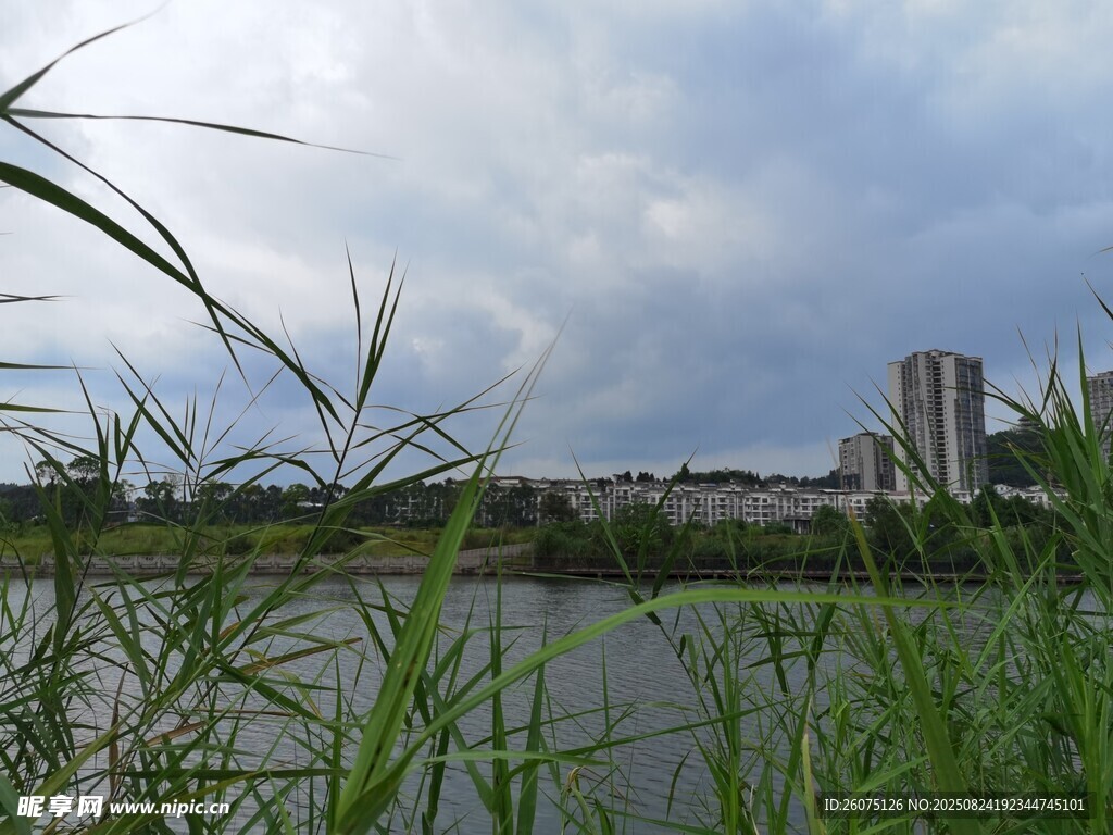 湖畔绿植与远处建筑景观