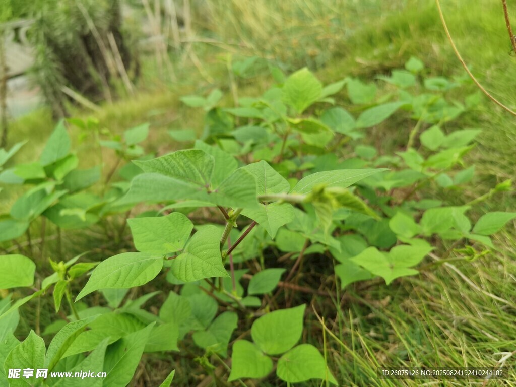 野外嫩绿植物生机勃勃