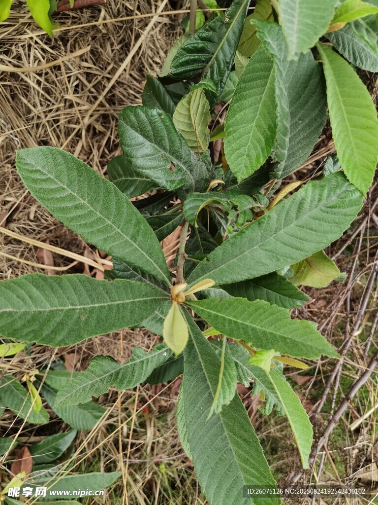 地面上的绿色枇杷树叶片