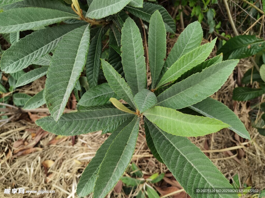 绿叶繁茂的枇杷树特写