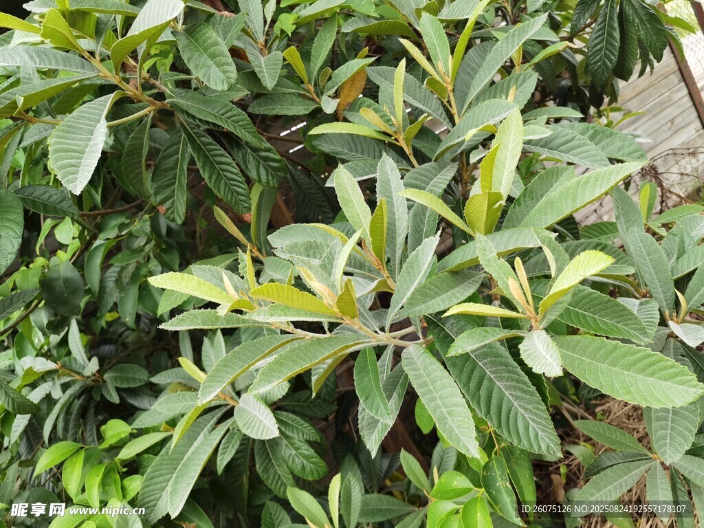 绿叶繁茂的枇杷树景观