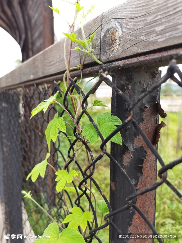 藤蔓攀附于老旧围栏