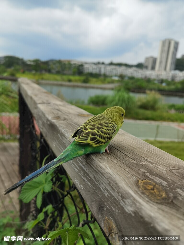 户外木栏上的绿鹦鹉