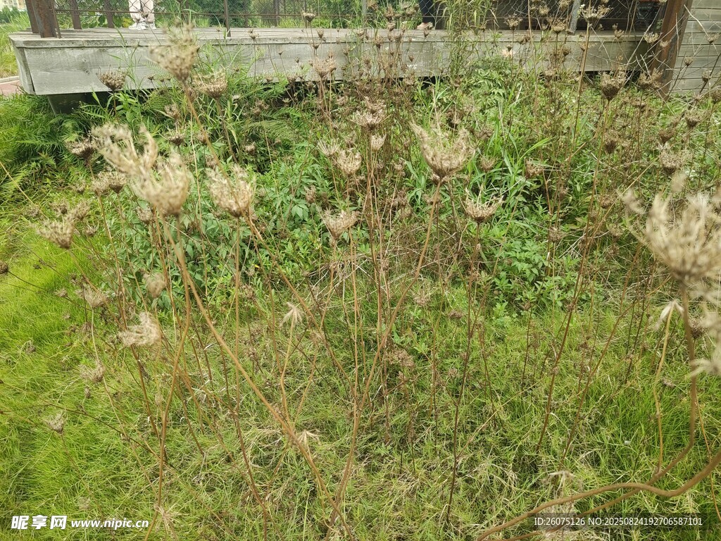 户外草地与旧木围栏景象