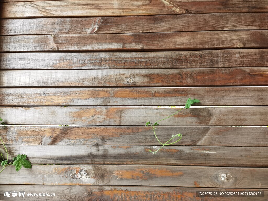 木质背景与绿植点缀