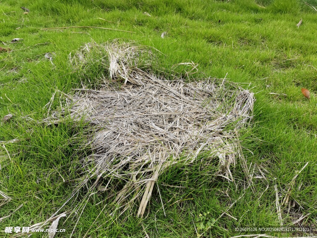 翠绿草地上的干草堆