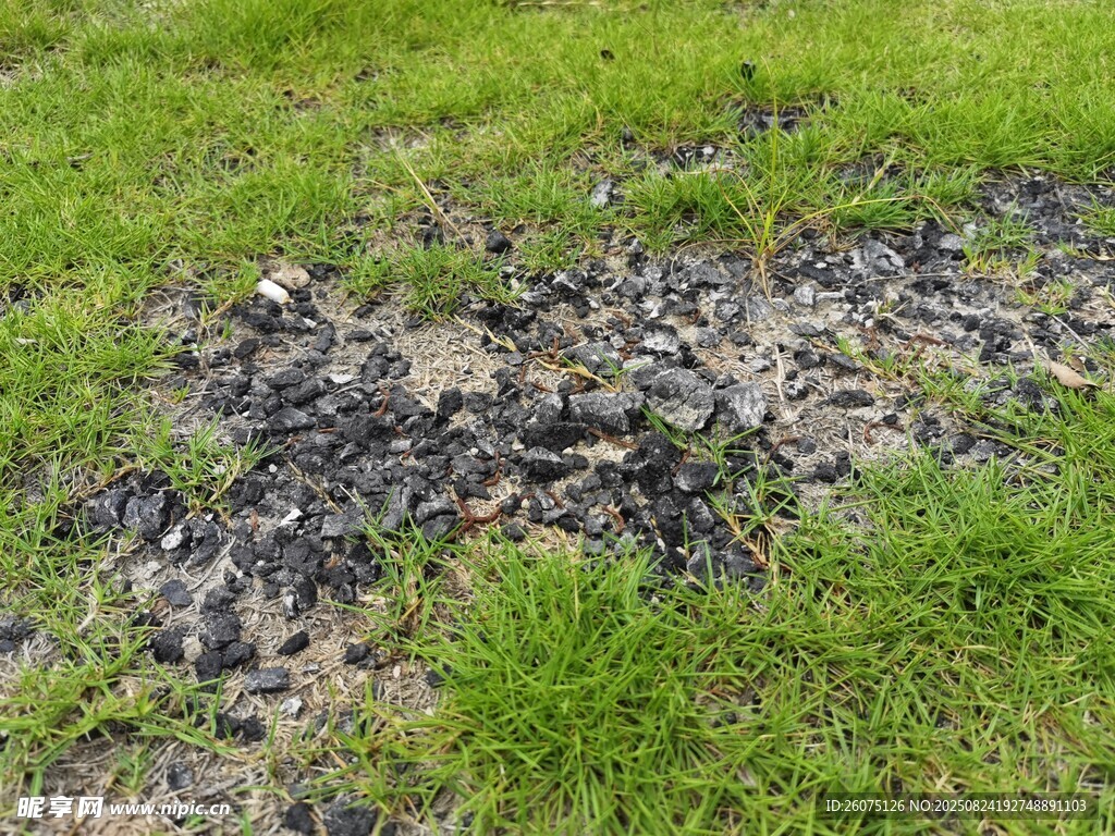 烧焦草地中的黑色树桩