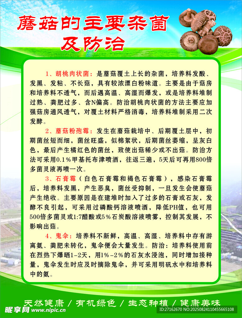 蘑菇的主要杂菌及防治