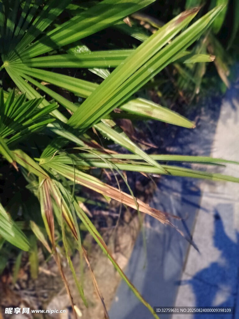 水边翠绿棕榈叶景观