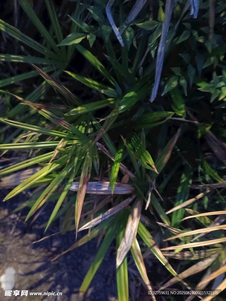 翠绿剑叶植物特写