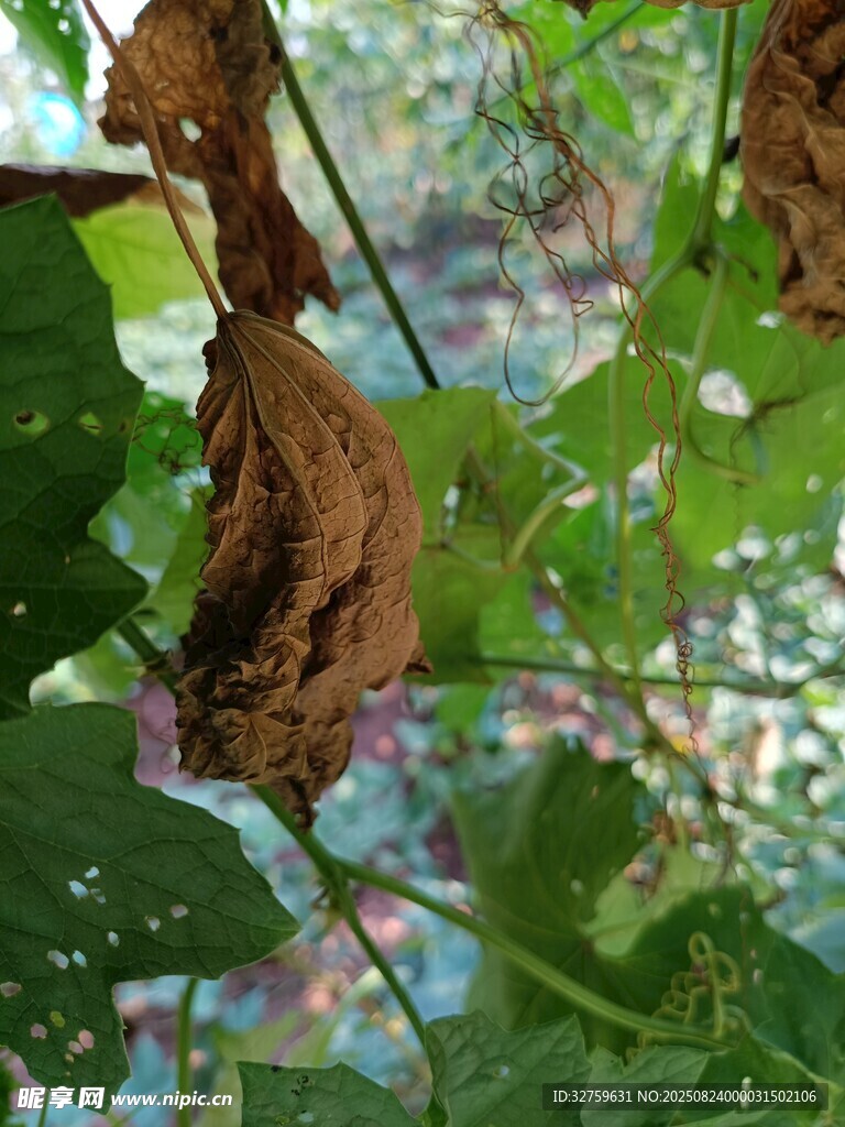 枯萎植物与繁茂绿叶对比