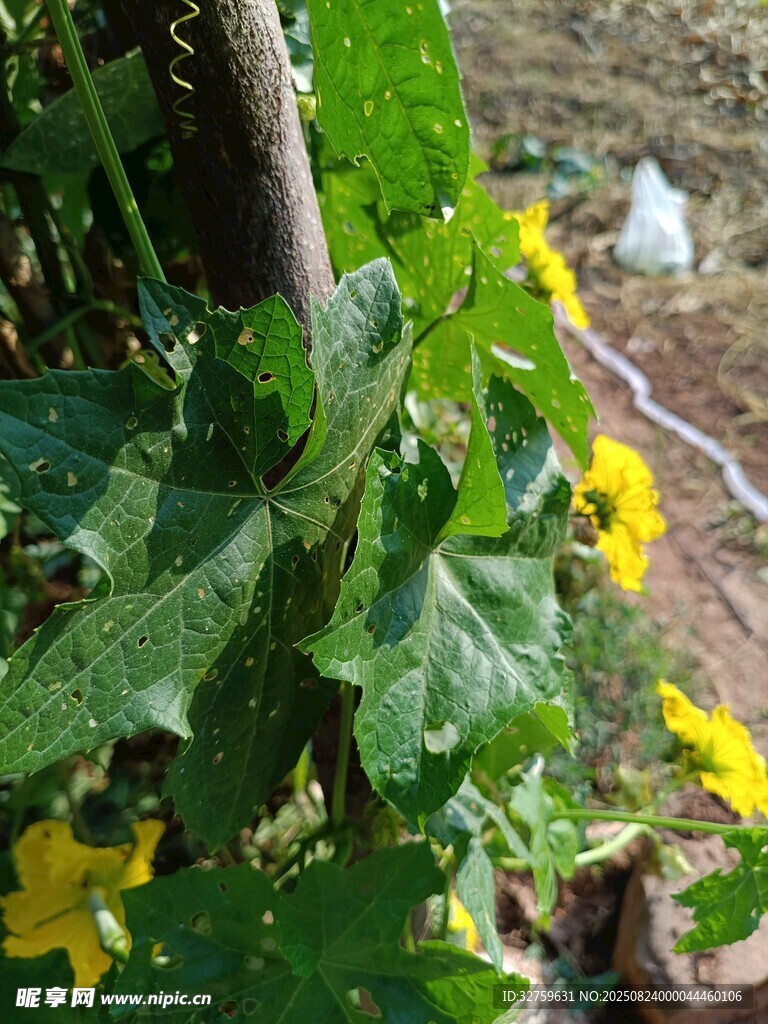 藤蔓上的黄瓜与黄色小花