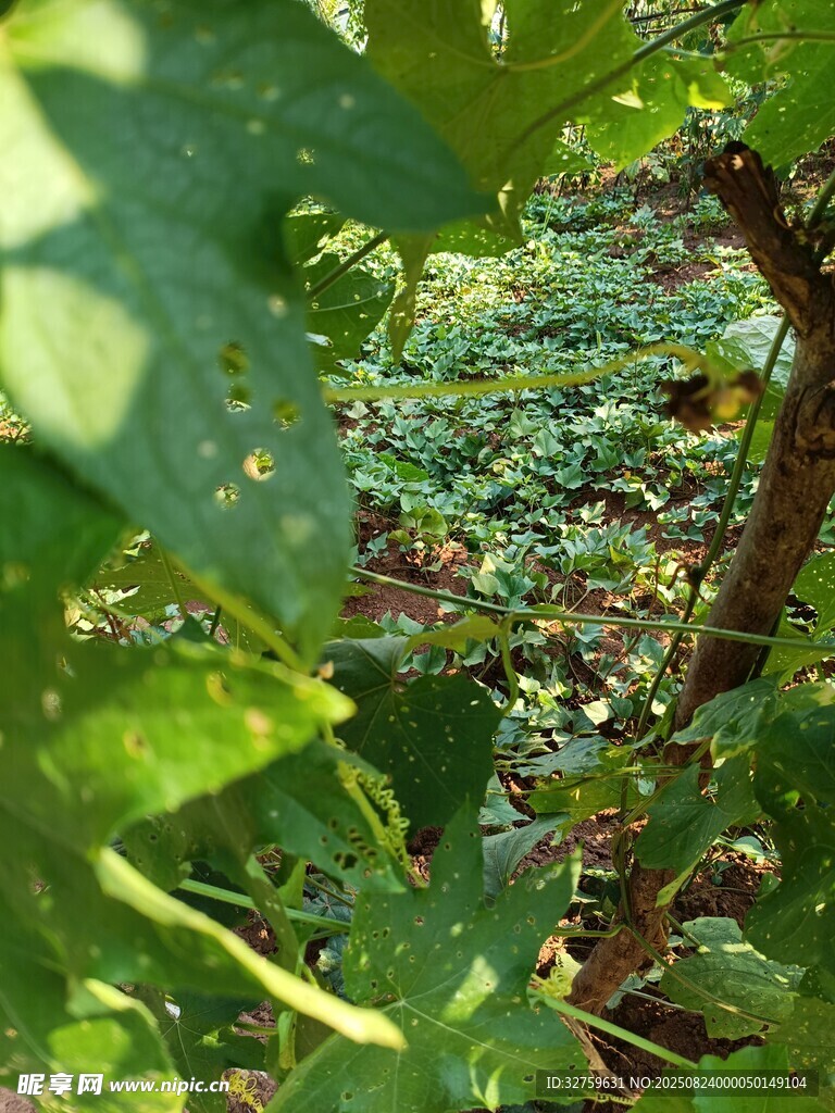 绿叶间的自然景致