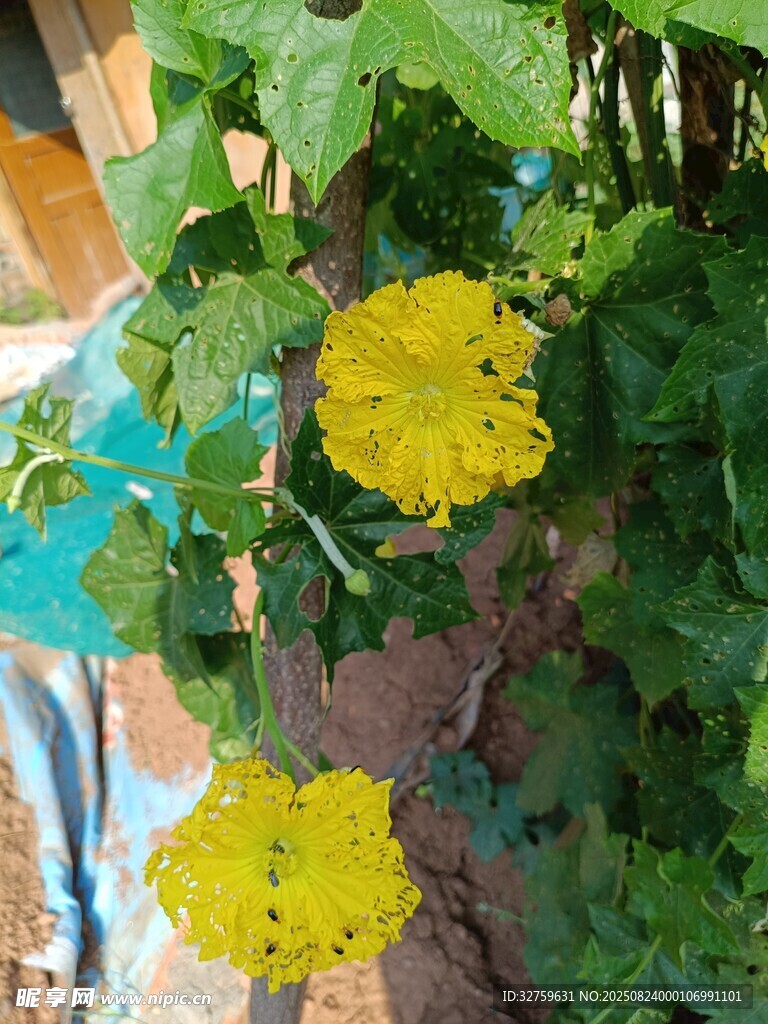 绿叶间绽放的明艳黄花朵