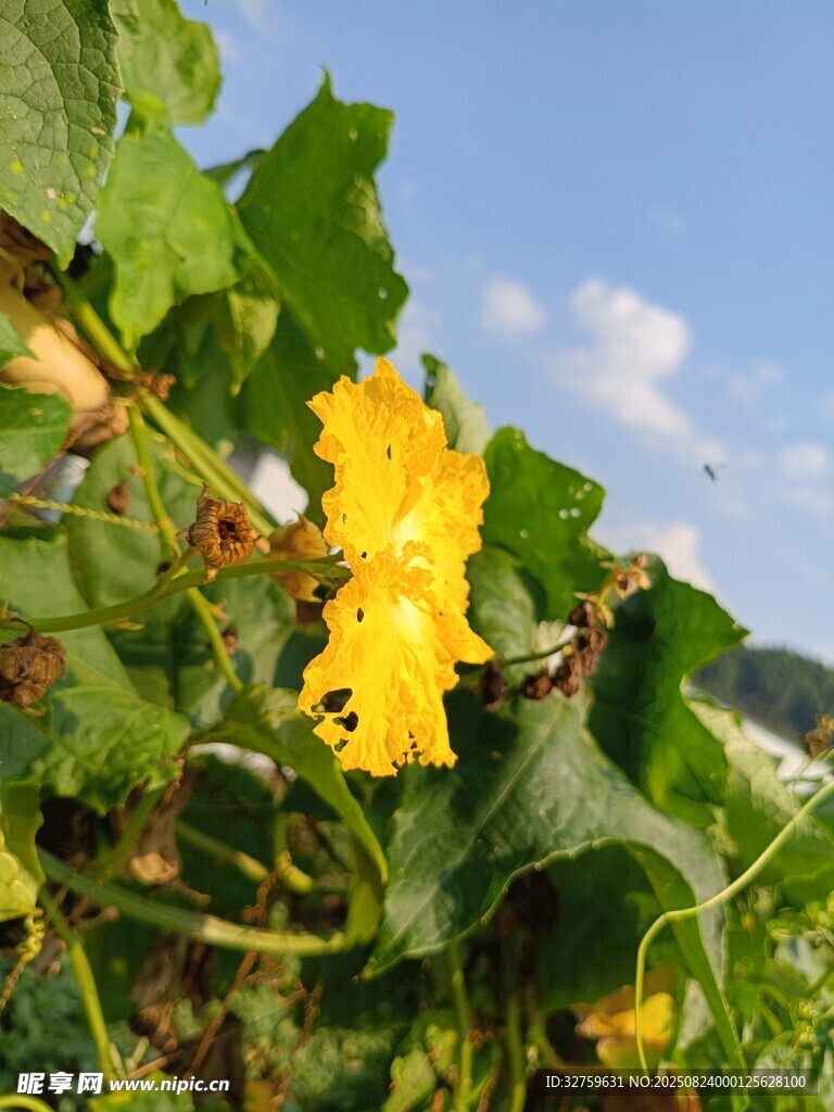 藤蔓上的明艳黄色南瓜花