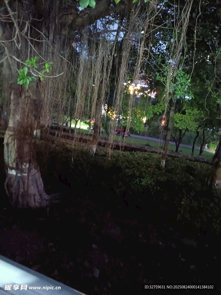 夜晚静谧的树林景观