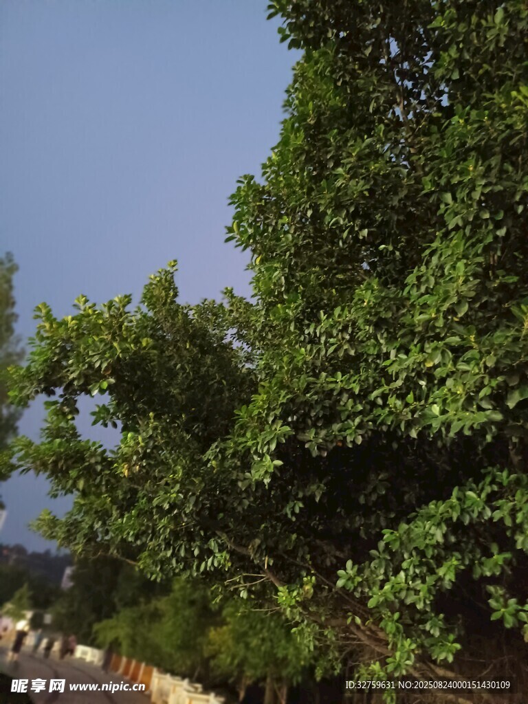 路边繁茂绿树