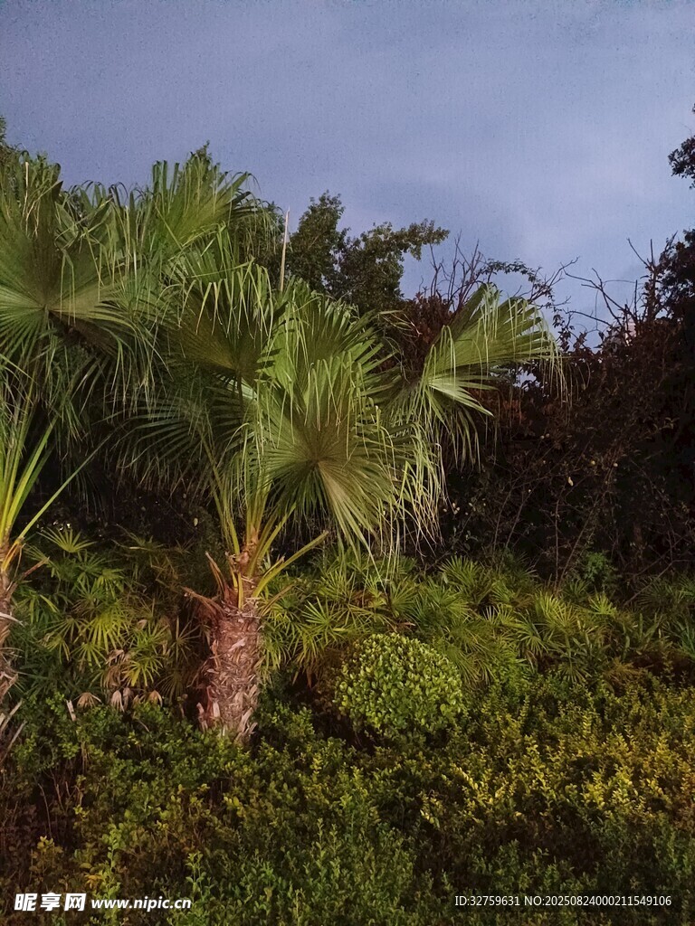 热带植物景观