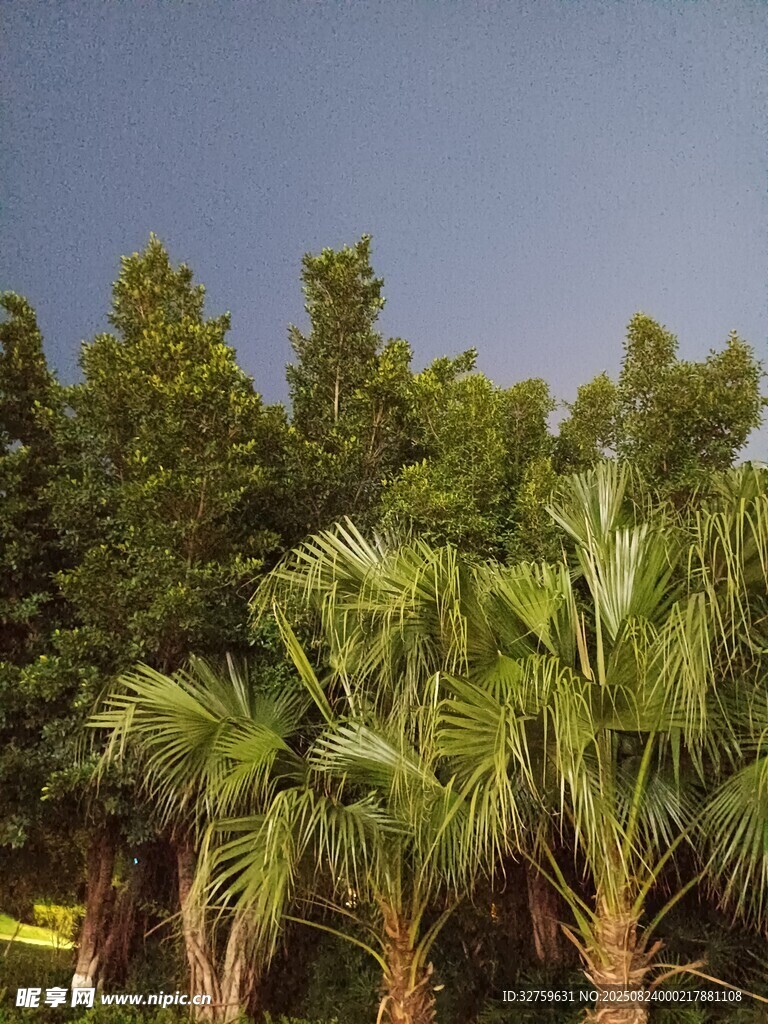 热带棕榈树景观