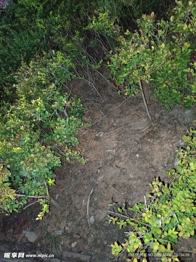 花园中的泥土与绿植区域