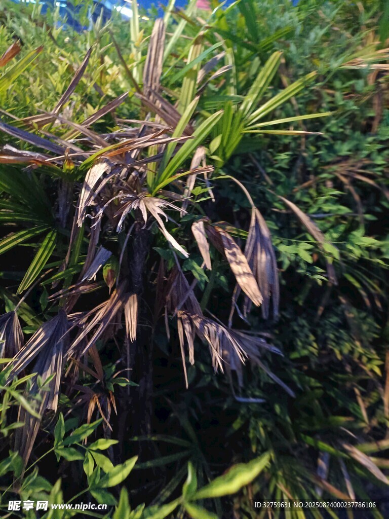 枯萎植物特写