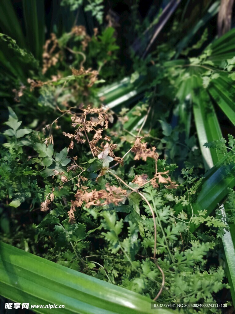 翠绿植物中的枯黄枝叶
