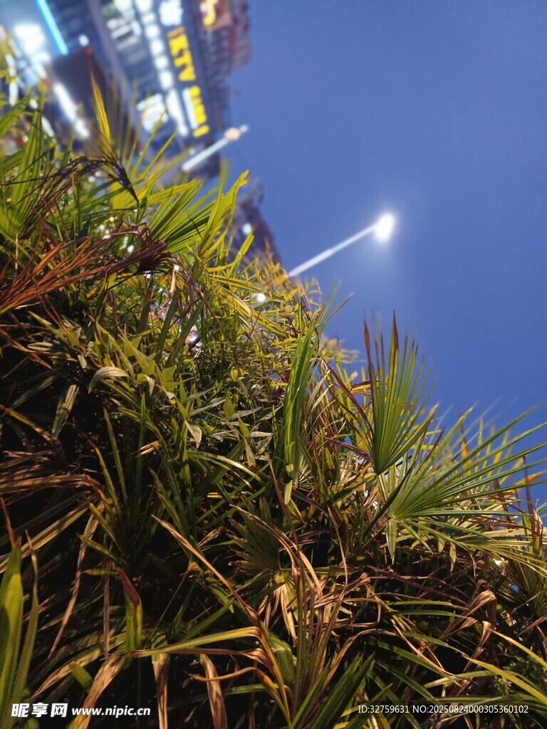 夜幕下的绿植景观