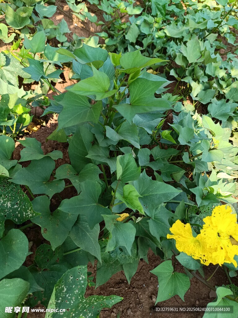 绿叶丛中一抹亮眼黄花