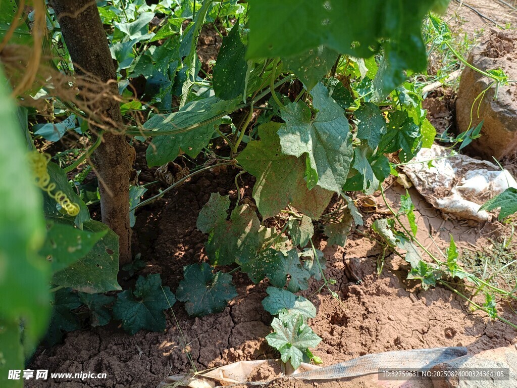 藤蔓下的绿色瓜类植物