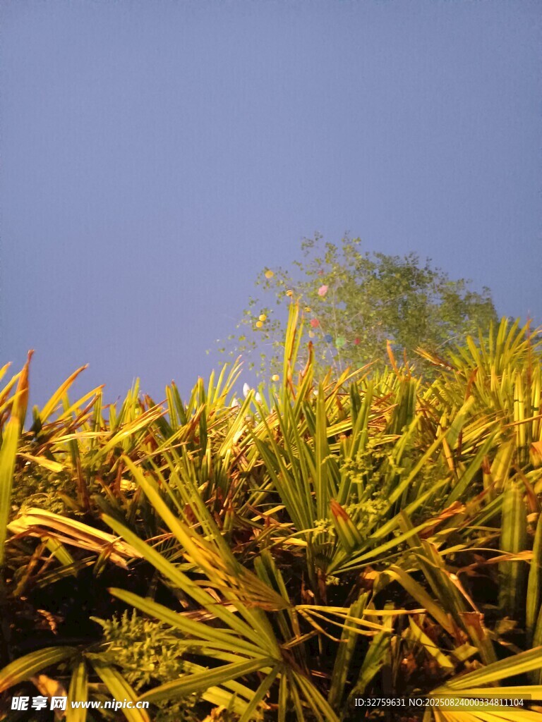金黄植物与蓝天的自然景致
