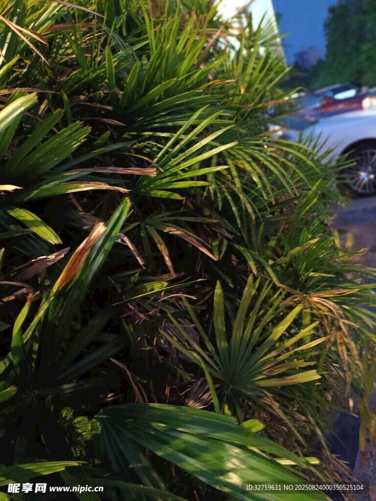 户外绿植景观特写