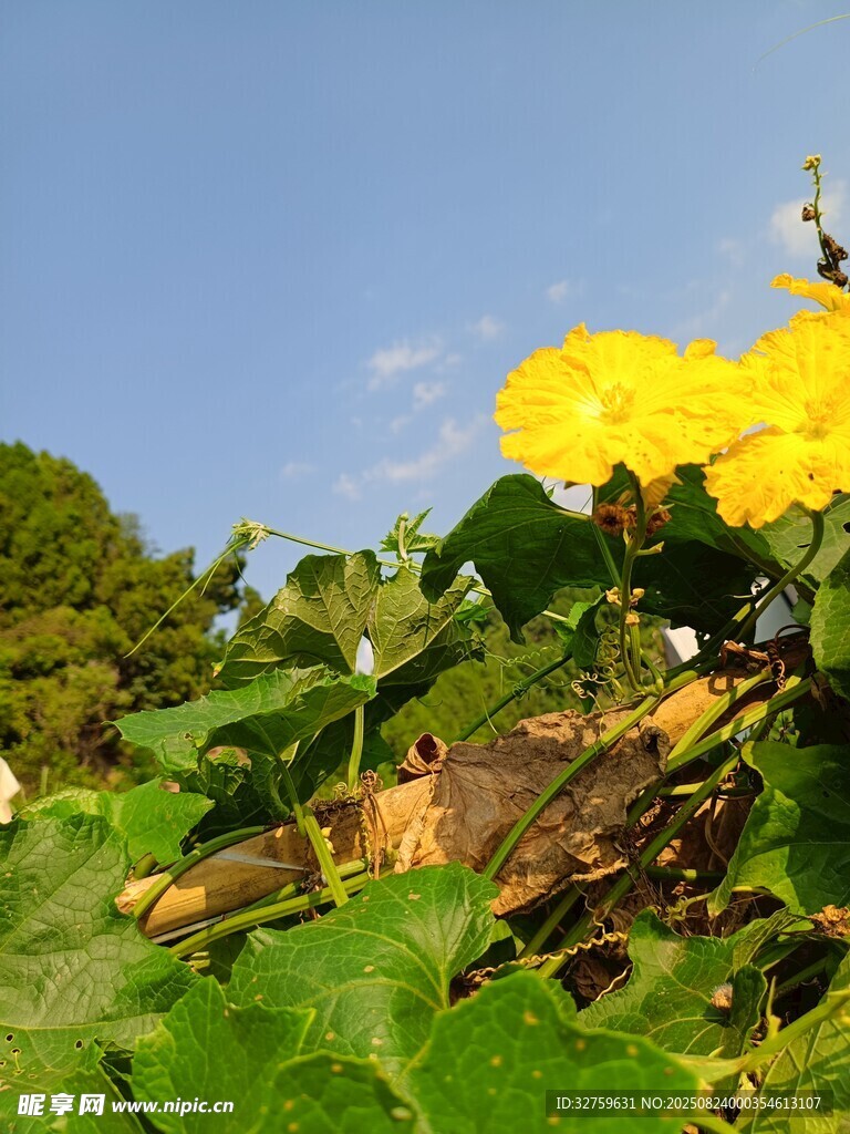 阳光下的黄色花朵与绿叶