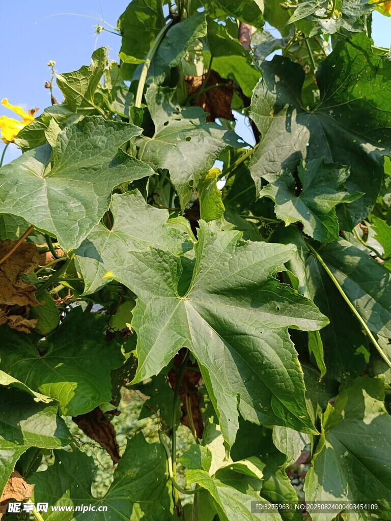 绿叶繁茂的植物景观