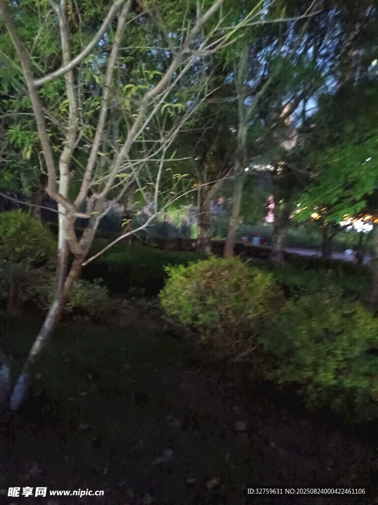 夜晚街边的树木与绿植